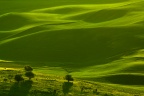 Palouse Sunrise